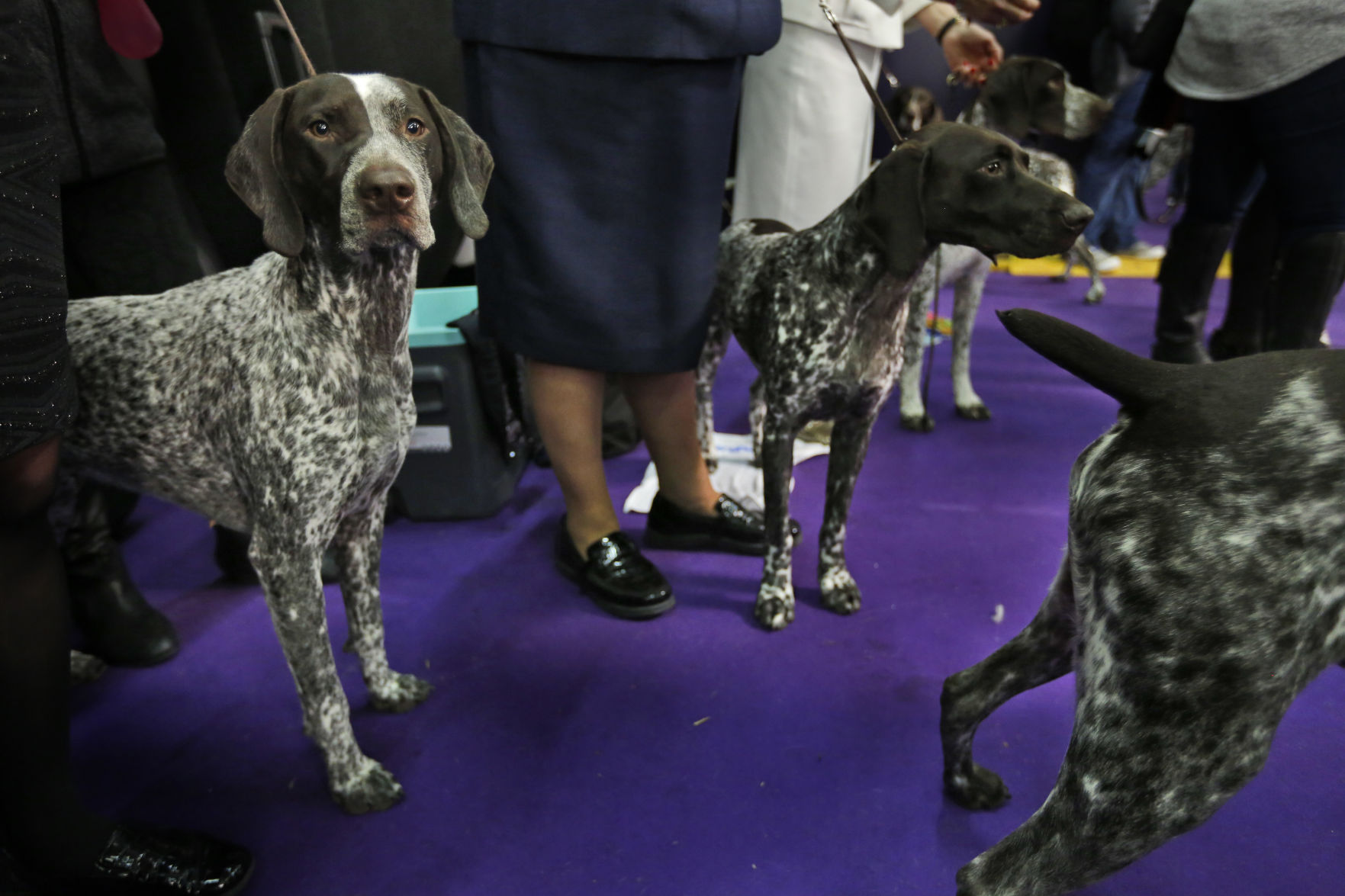 10. German shorthaired pointer